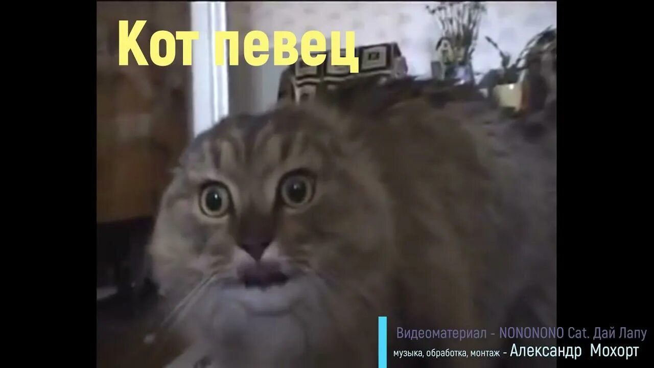 Видео кот нет. Nonono cat маркиз. бешеные коты. кот no no no. мем кот nonono.