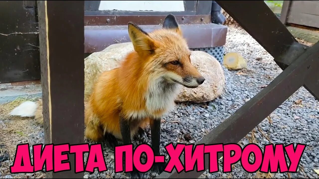 Можно лисичку есть сырой
