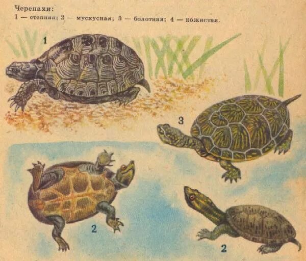 Среднеазиатская Болотная черепаха. Среднеазиатская черепаха ареал обитания. Звездчатая черепаха снизу. Панцирь черепахи снизу среднеазиатской.