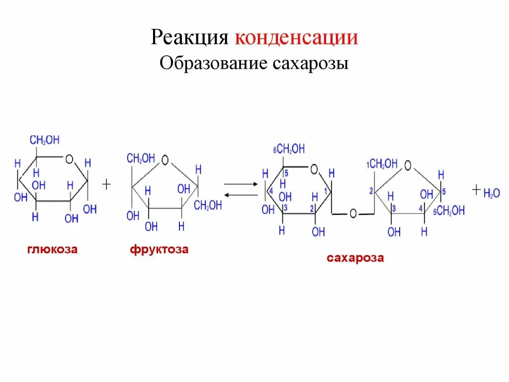 Образование сахарозы реакция. Реакция конденсации образование сахарозы. Получение сахарозы реакция. Схема синтеза сахарозы. Составить из фруктоза