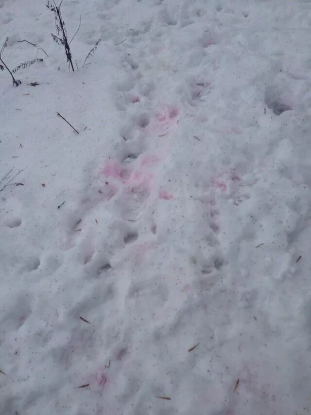 желтый снег. розовый снег. розовый снег что это. красный снег хламидомонада. сьерра невада арбузный снег.