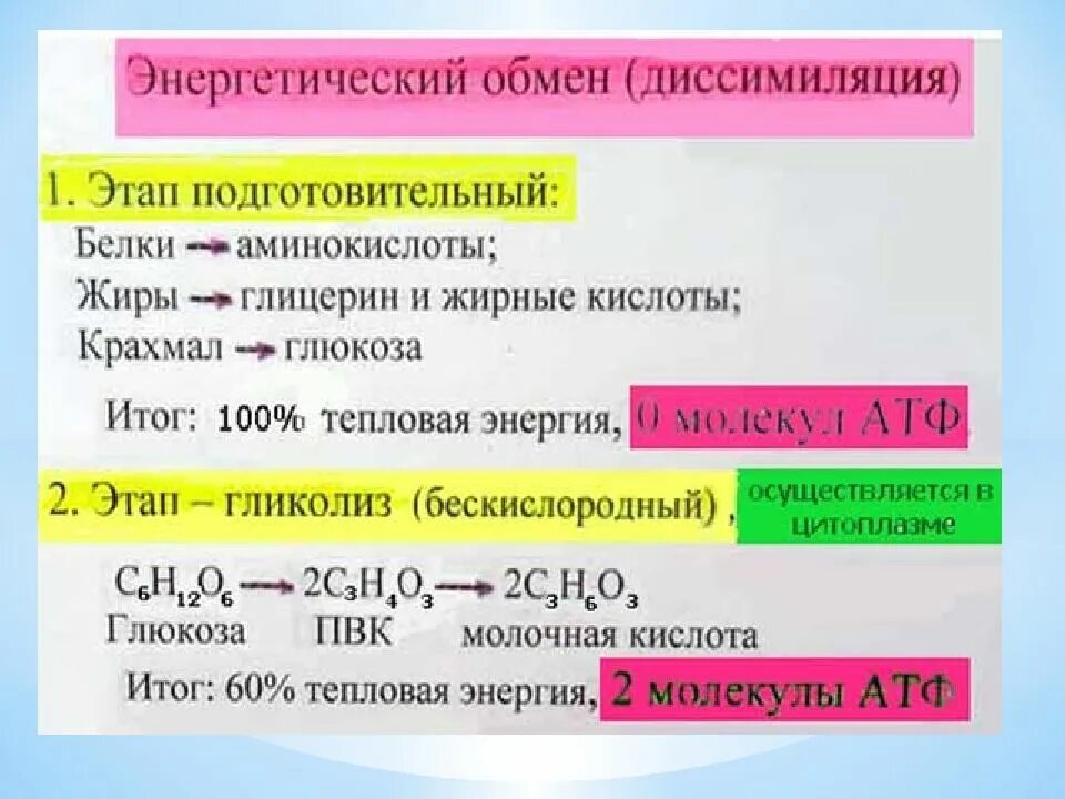 Энергетический обмен определение. Этапы энергетического обмена формулы. стадии энергетического обмена биология 10 класс. 3 этапа энергетического обмена. формула подготовительного этапа энергетического обмена.