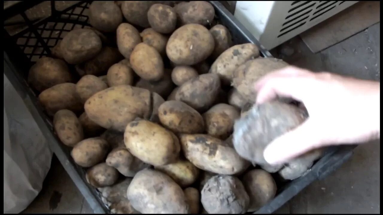 Можно ли есть мерзлую картошку
