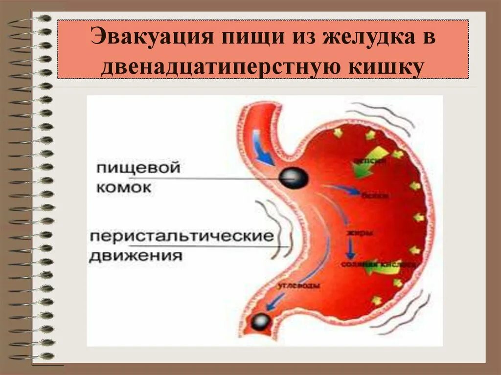 Желудок тест 8 класс. Эвакуация содержимого желудка в двенадцатиперстную кишку. Эвакуация пищи из желудка. Эвакуация пищи из желудка в двенадцатиперстную кишку. Эвакуация пищи это.