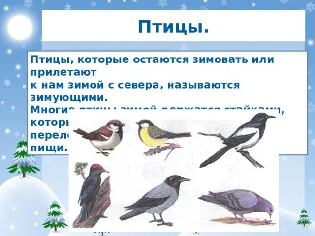 Зимующими называют птиц которые. Зимующими называют птиц которые