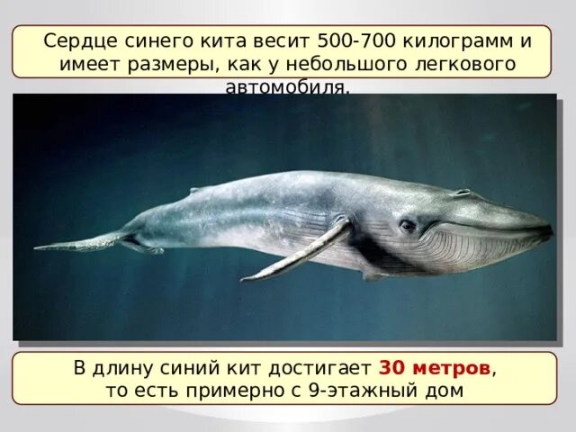 Кит 30 метров. Вес кита. Вес кита маленького. Самое большое живое существо.