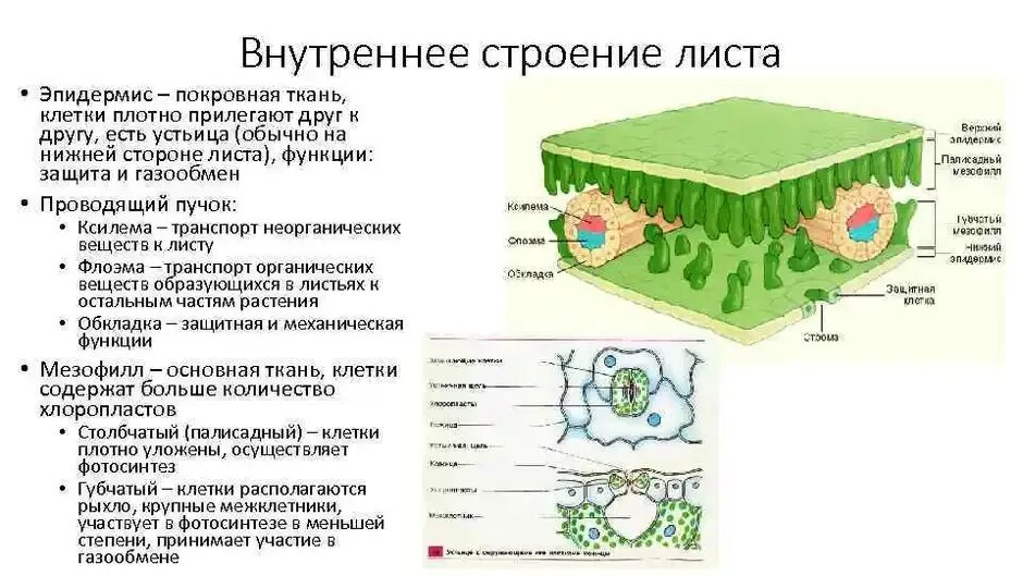 На рисунке изображено строение листа. Клеточное строение листовой пластинки 6 класс биология. внутреннее строение листа и функции основная ткань. внутреннее строение листа растения таблица. ткани строение листа биология.