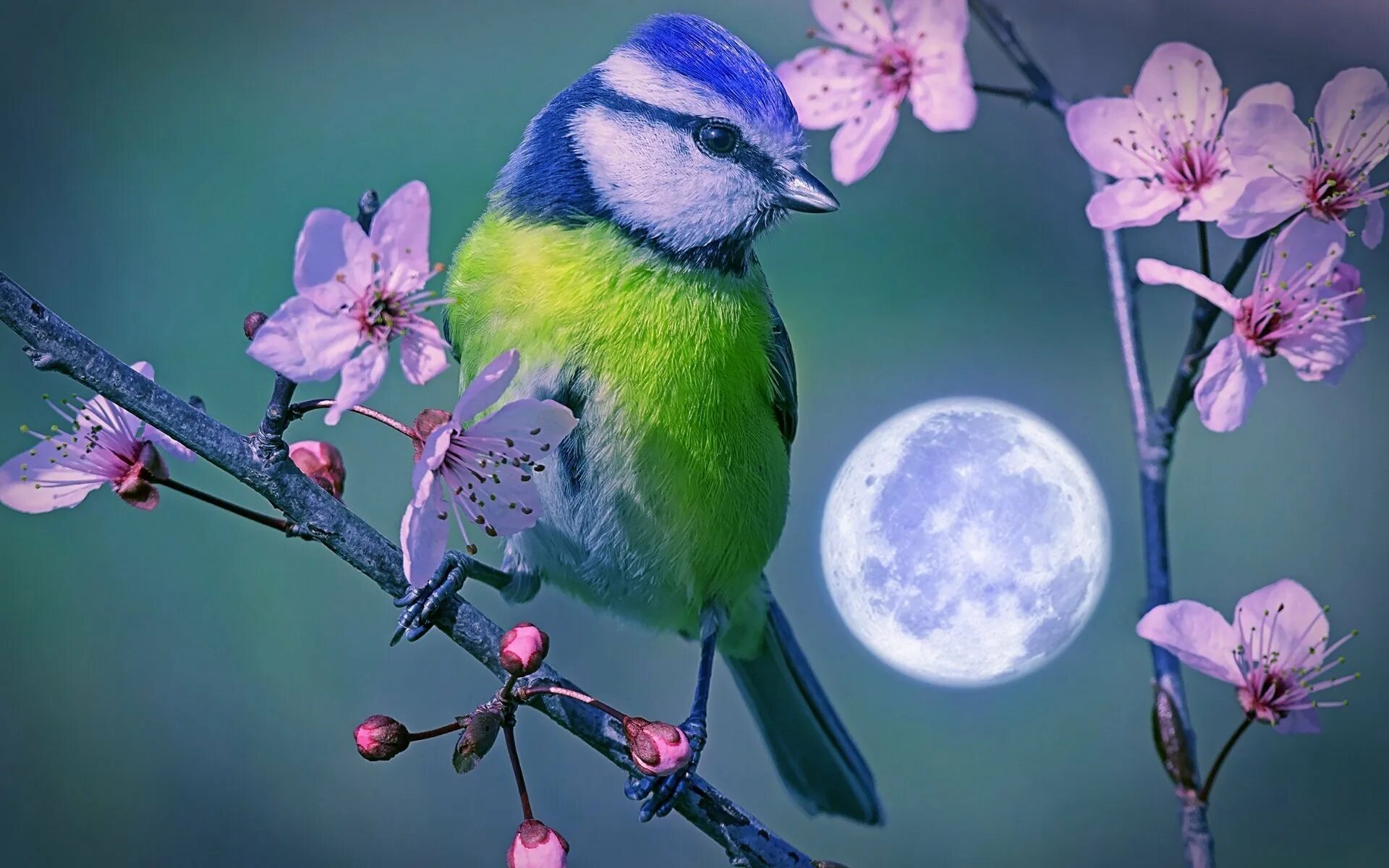 Японская белоглазка. Ивент яркие птицы в весеннем небе. Восточная белоглазка. Птица в полете. Красивые птички.