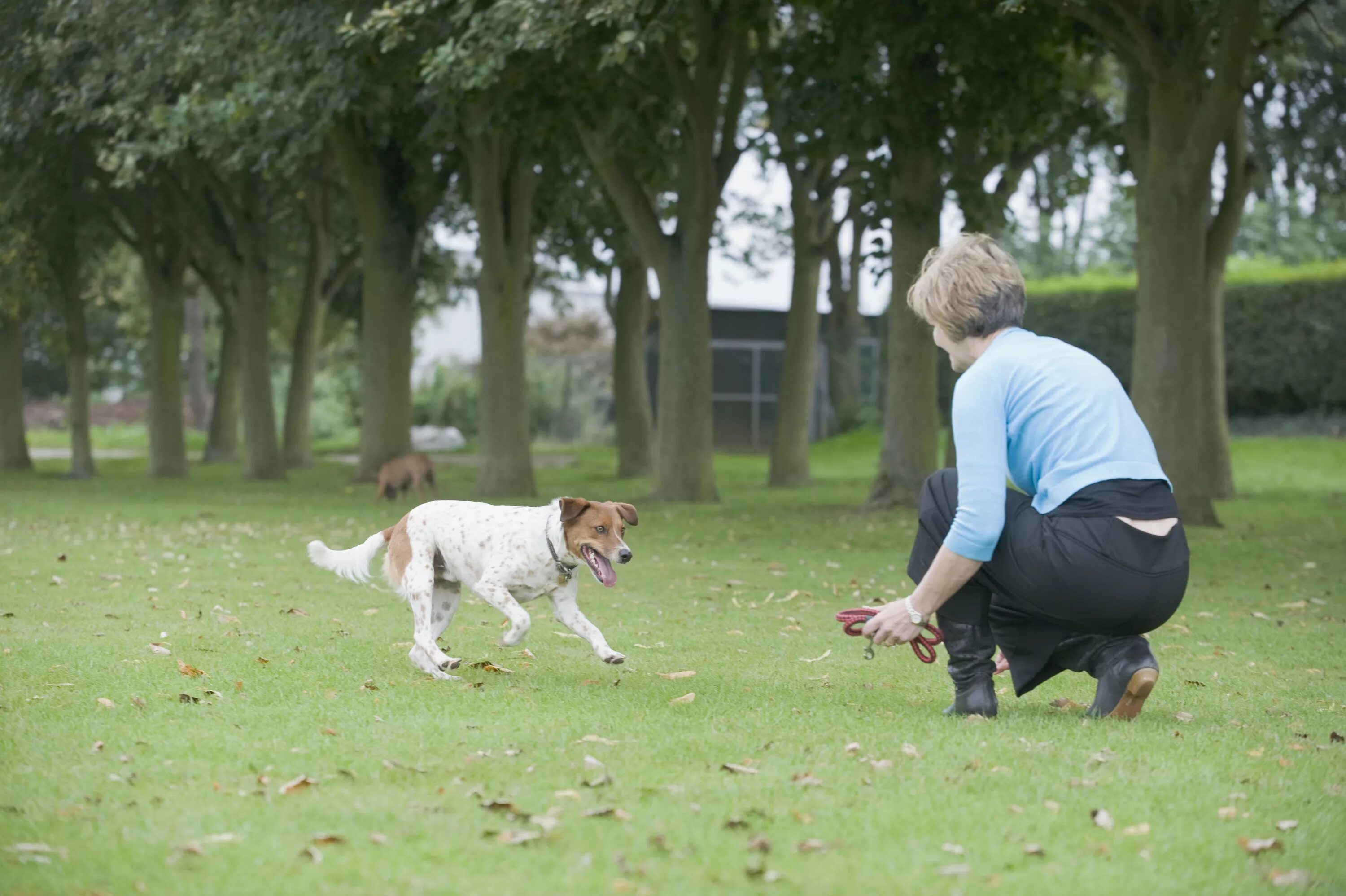 Dog commands. Dog training commands. собака учится стоять. dog run. dog come.