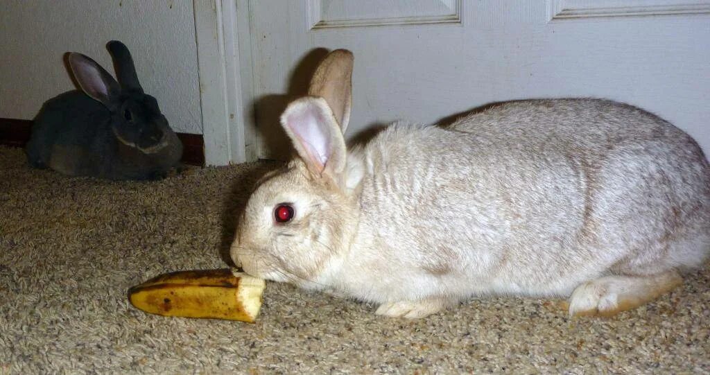 Можно ли кроликам банан