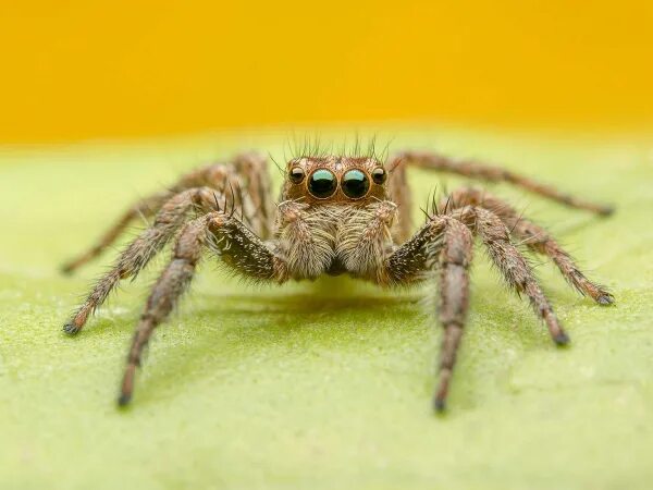 Jefe araña Spider, Spiders scary, Funny pictures
