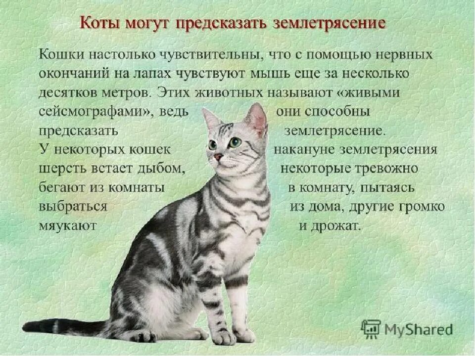 Как есть животное кошка. Кошка предсказатель землетрясений. Кошки которые предсказывают. Поведение домашних животных кошка. Коты и биология.