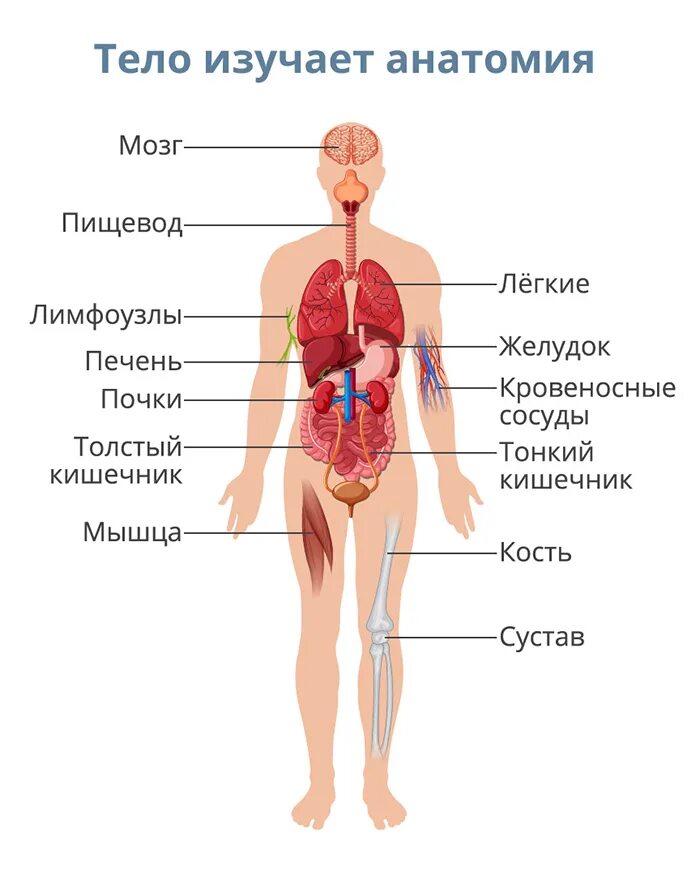 Организм человека. Строение человека. Тело человека анатомия органы. СТРОЕНИЕТЕЛО человека.