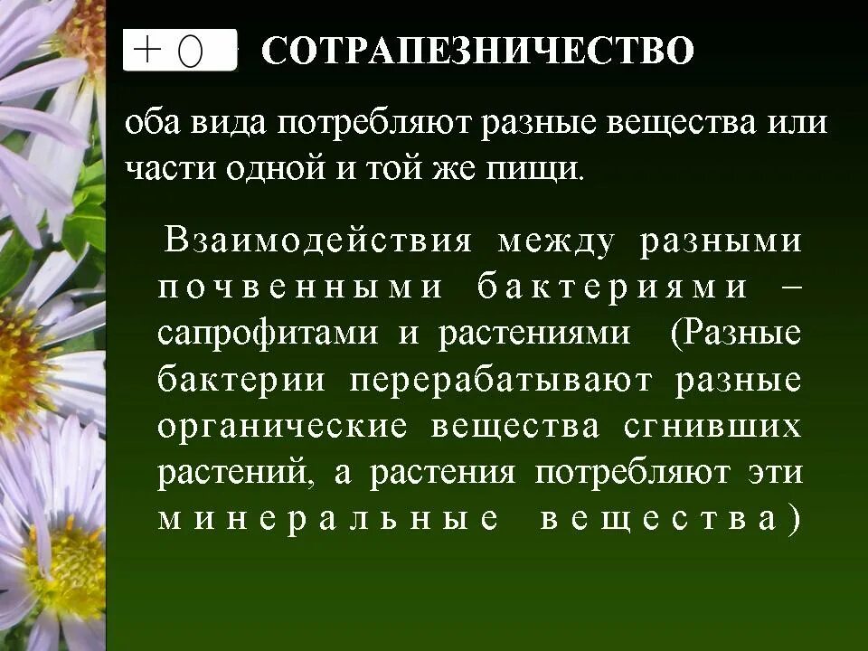 Виды сотрапезничество. Сотрапезничество Тип взаимоотношений. Сотрапезничество у растений. Сотрапезничество взаимоотношения примеры. Взаимодействие между организмами а также влияние