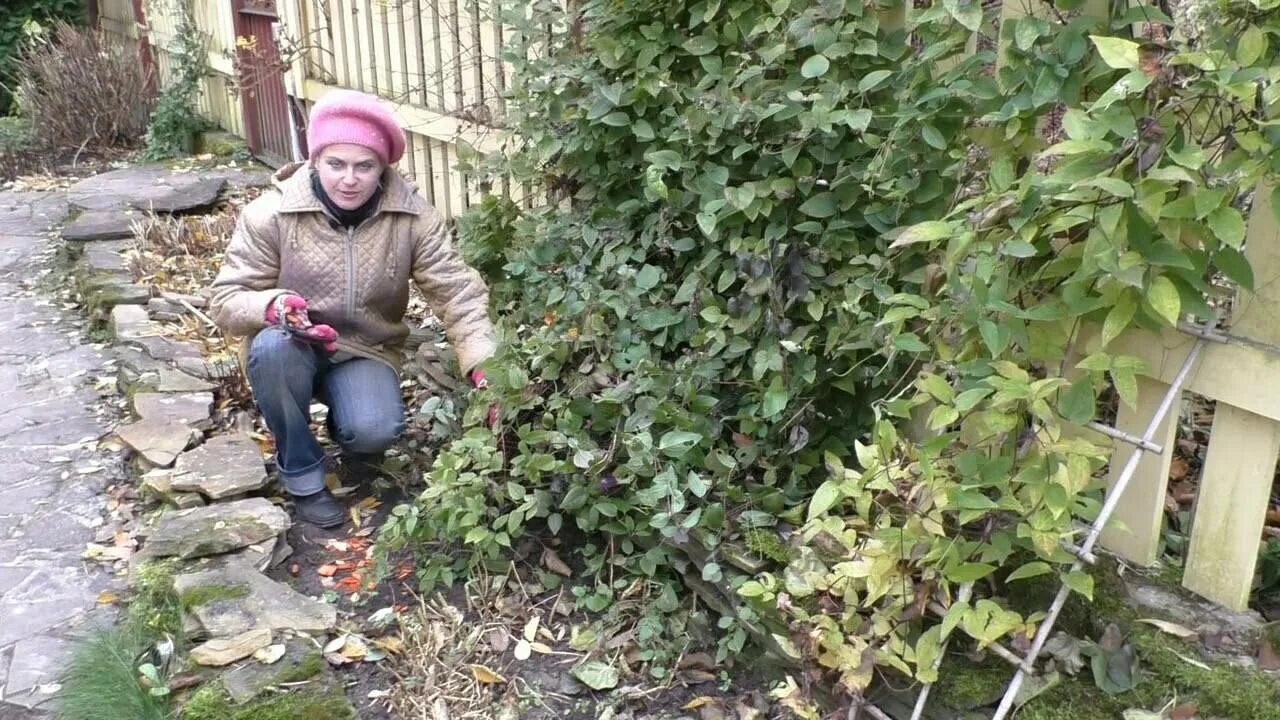 Как сохранить клематис зимой. Укрытие роз ольга воронова. ольга воронова клематисы. клематис укрытие на зиму в подмосковье. укрыть клематисы на зиму в подмосковье.