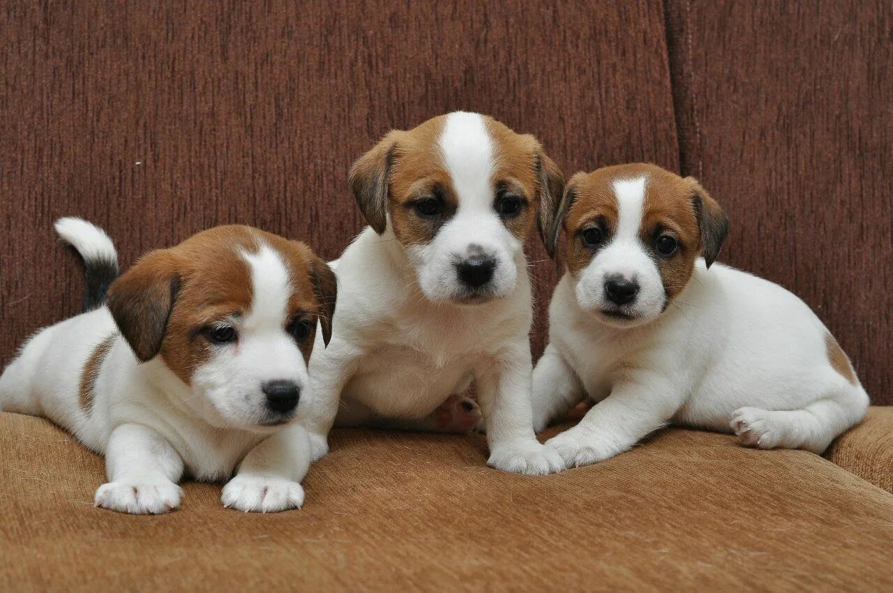 Джек-рассел-терьер. Джек-рассел-терьер щенок. Парсон-рассел-терьер. Как выглядит щенок джек рассела. Джек-рассел-терьер терьеры.