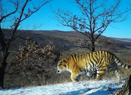 Амурский тигр приморский край