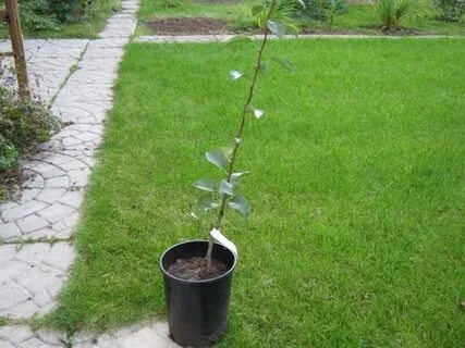 Саженец груши с закрытой корневой системой