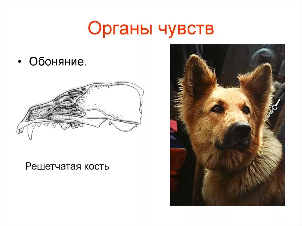 Обоняние у млекопитающих. Органы чувств млекопитающих. Орган обоняния у млекопитающих. Строение органов чувств млекопитающих. Органы чувств млекопитающих кратко.