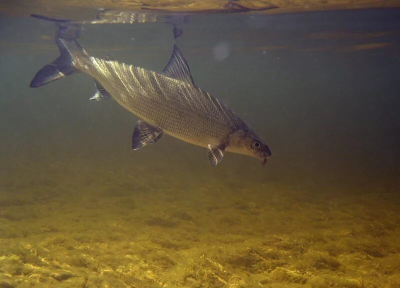 волховский сиг