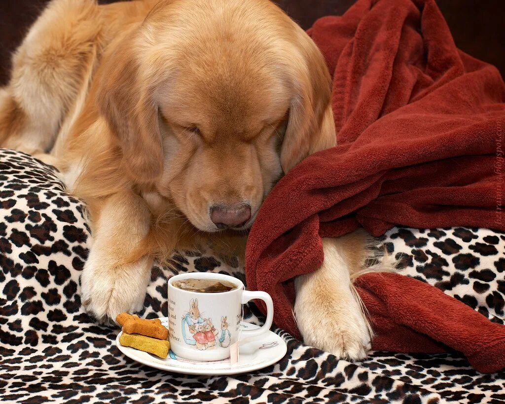 Dogs cup. Утро собачка. Доброе утро собаки. Собака с чаем. Собака и чай.