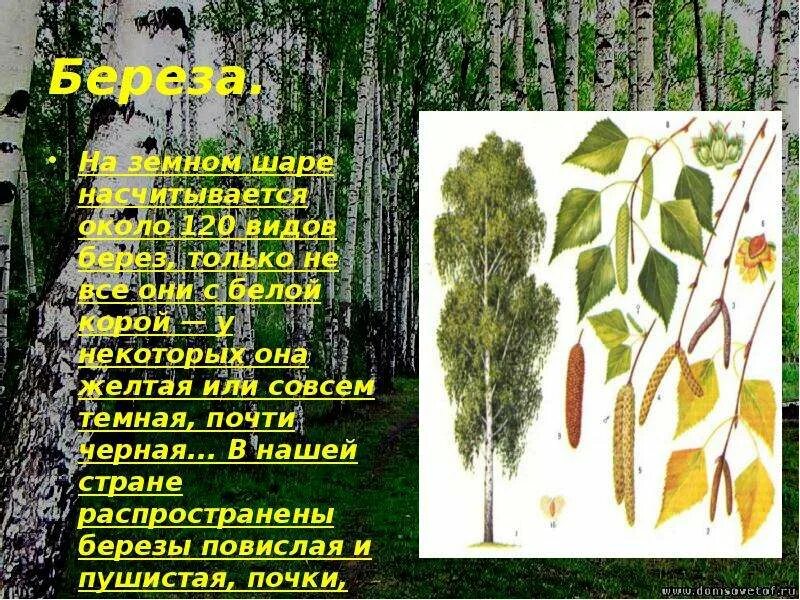 Разновидности березы. Виды берёз в России. Виды бере. Сорта березы. Какие бывают березы