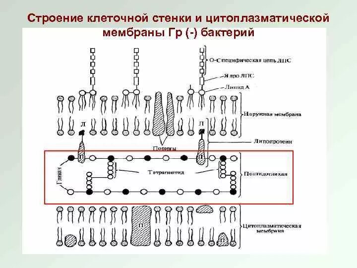 Строение оболочки бактерии. Клеточная стенка и цитоплазматическая мембрана бактерий. строение клеточной мембраны бактерий. строение цитоплазматической мембраны бактерий. строение клеточной оболочки бактерий.