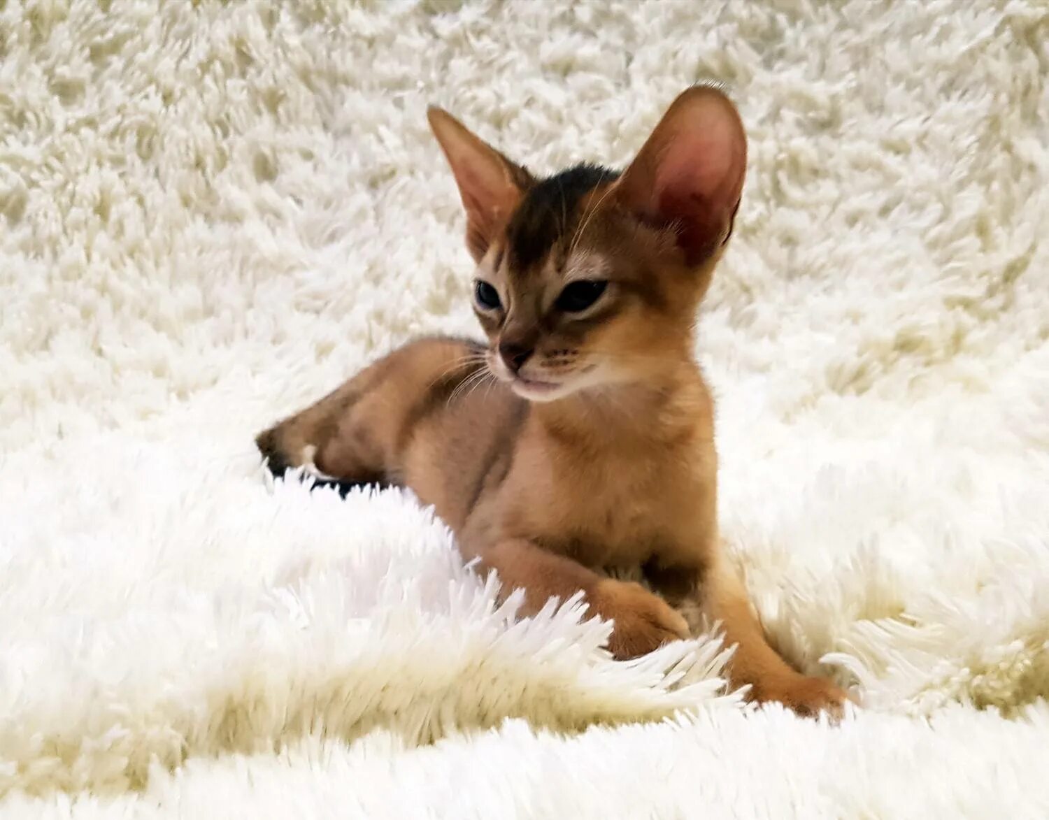 Rasse, Katzen, Klein