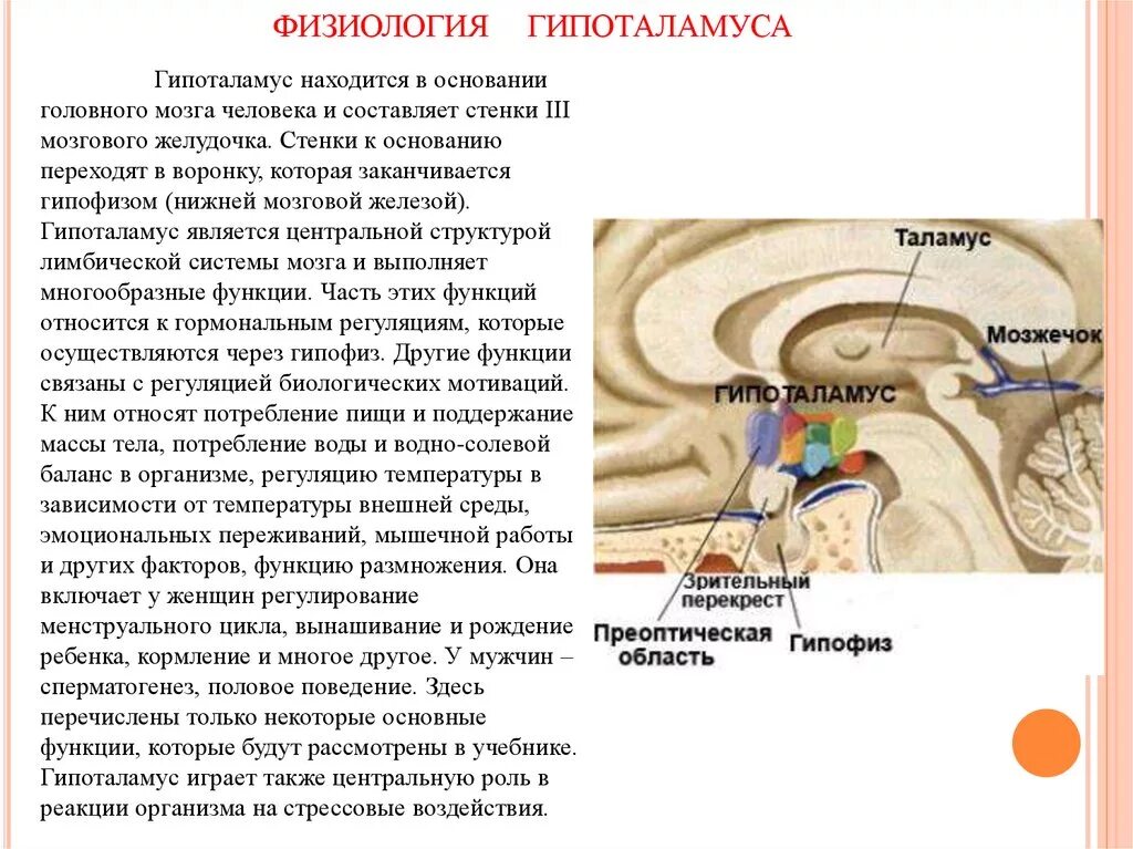 Гипоталамус содержит центры голода и жажды. Гипоталамус физиологическая роль. Центры регуляции в гипоталамусе. Функции переднего отдела гипоталамуса. Функции ядер гипоталамуса физиология.