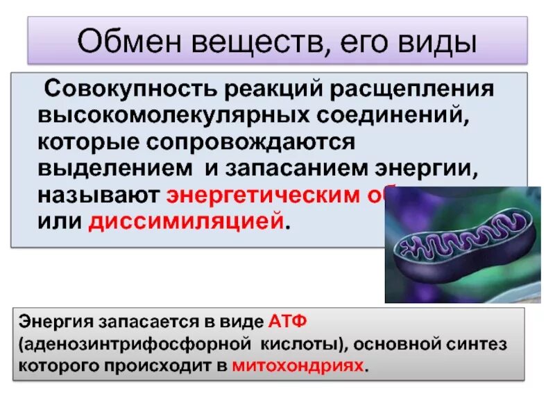 Реакция распада веществ энергия. Обмен веществ и его виды. Расщепление веществ с выделением энергии. Реакции распада веществ. Совокупность реакций расщепления.