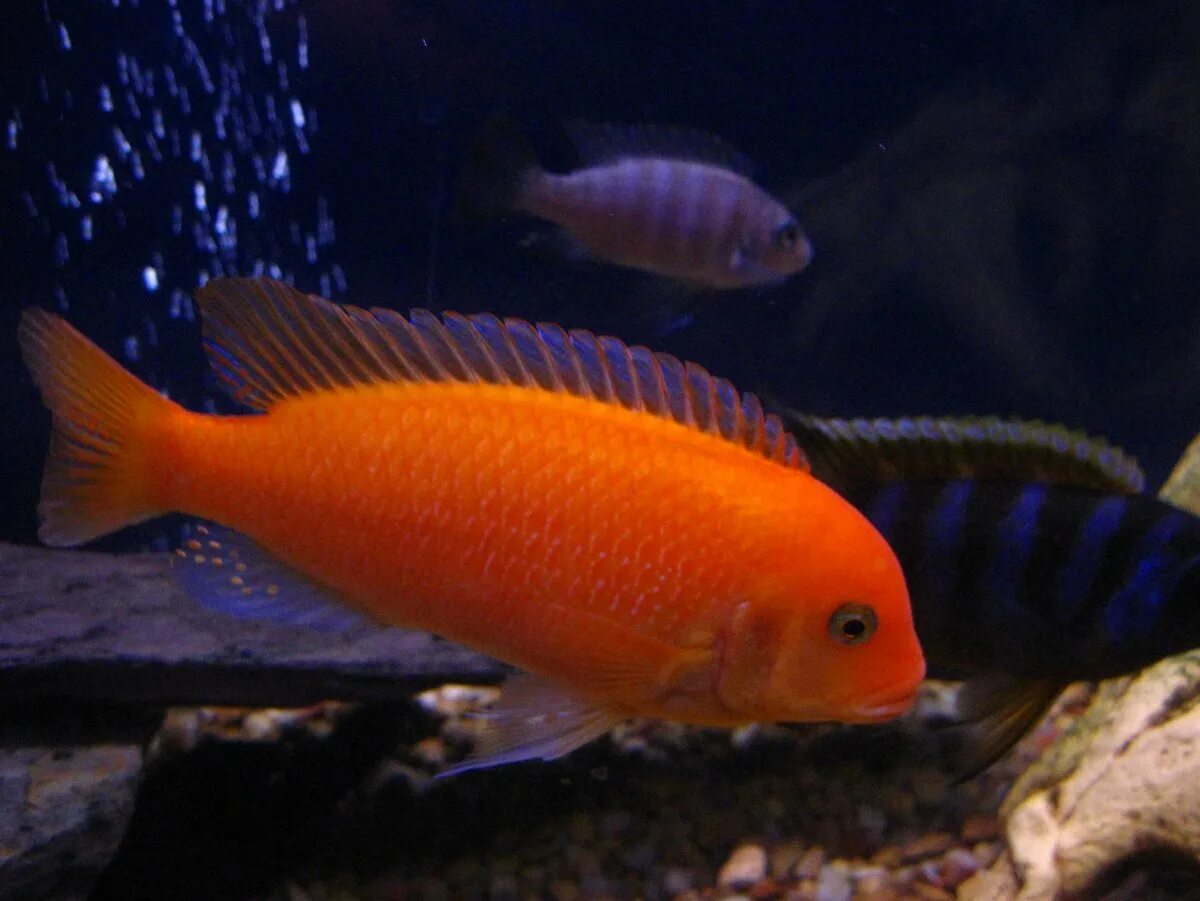 Псевдотрофеус зебра. Псевдотрофеус зебра. Псевдотрофеус зебра красная. Псевдотрофеус зебра. Цихлида псевдотрофеус зебра красная.