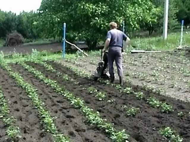 Как быстро прополоть картошку