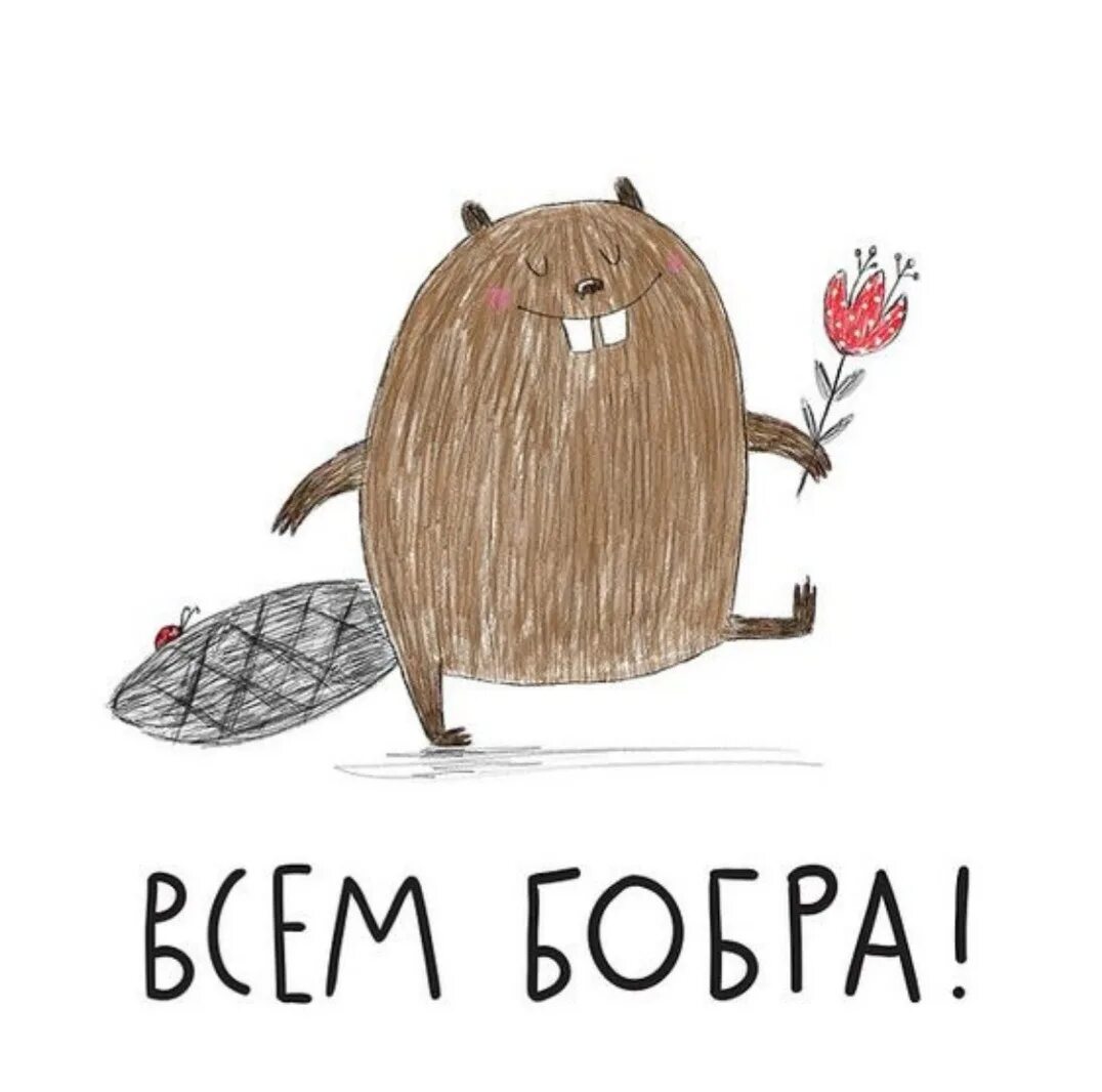 Всем добра прикол. Добра бобра. всем бобра. утро бобра. доброе утро бобры.