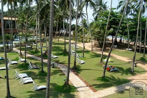 Royal palm шри ланка