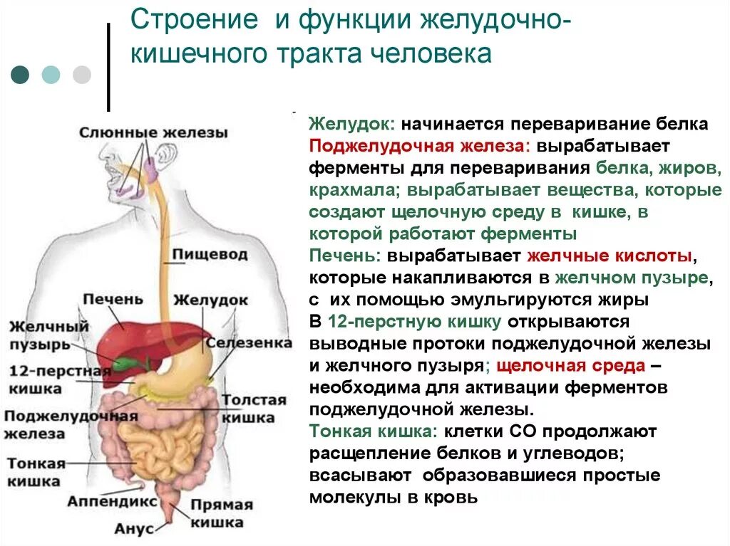 Фермент расщепляющий инсулин