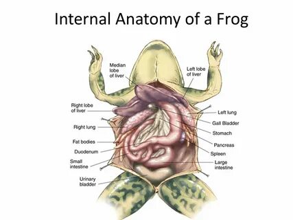 Internal d