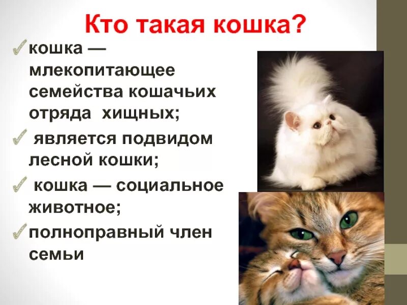 Сообщение про кошку 2 класс