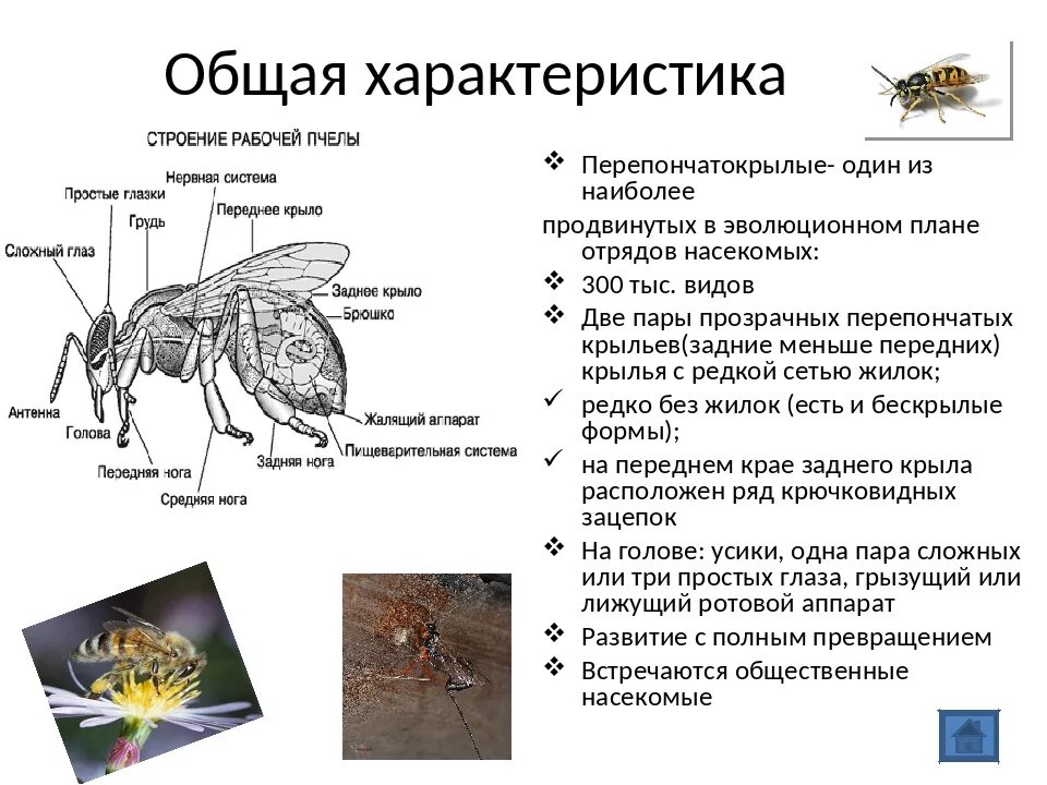 Исследование конечностей домашней пчелы какая биологическая наука. Перепончатокрылые характерные признаки. Таблица про насекомых по биологии 7 класс про перепончатокрылых. Общая характеристика перепончатокрылых биология 7 класс. Признаки отряда Перепончатокрылые.