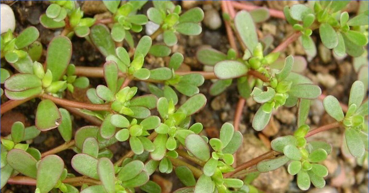 Армянская трава портулак. Кровохлебка и молиния. Дандур портулак. Кровохлебка red thunder. Поляну вар тандер.