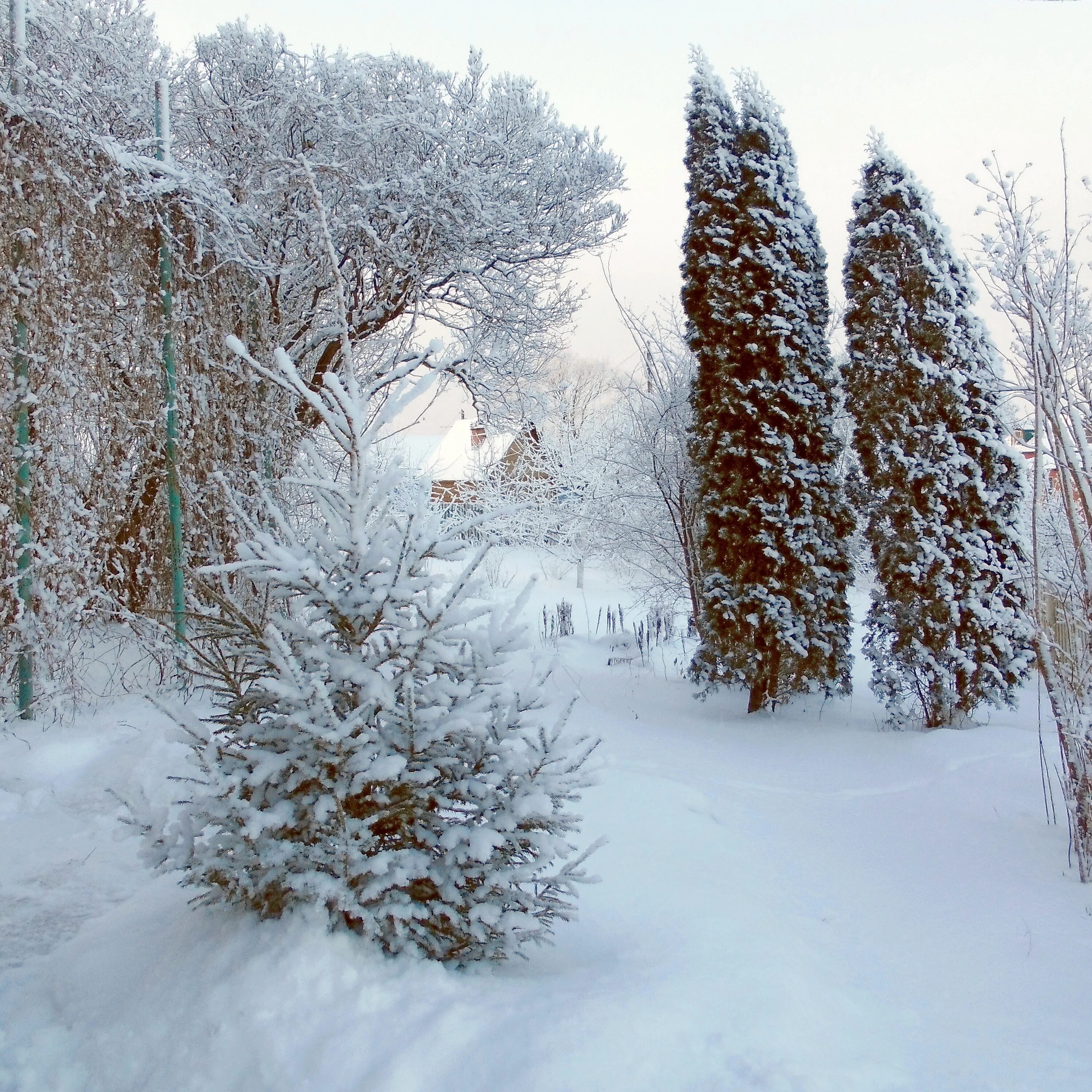 Туя под снегом. Туя под снегом. Сосна в саду зимой. Вечнозеленые растения зимой. Туя шаровидная даника.