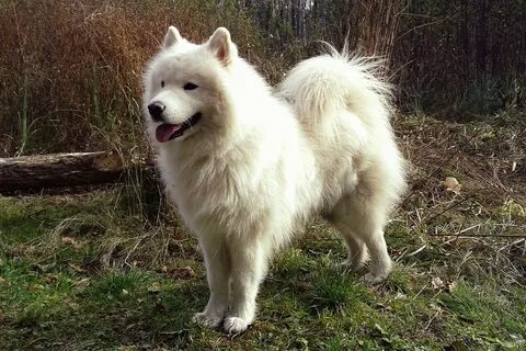 Самоедская лайка