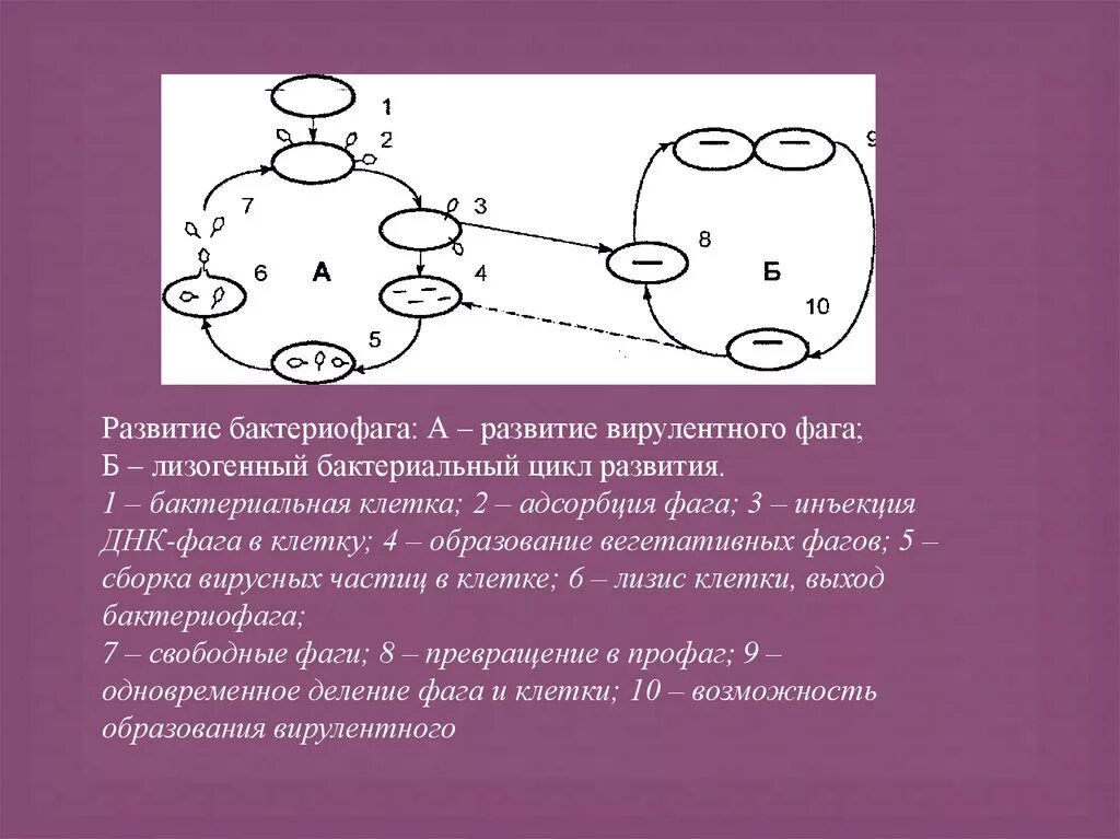 Умеренное взаимодействие бактериофага с клеткой. Цикл развития вирулентного бактериофага. развитие вирулентного фага. лизогенный и литический циклы развития бактериофага. лизогенный жизненный цикл вируса.