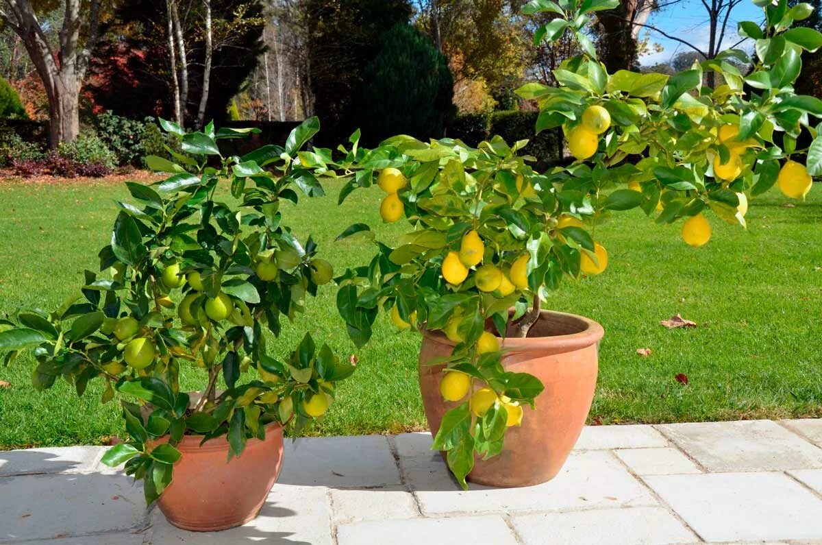 Маленькое лимонное дерево. Цитрус (комнатное растение) лимон Мейера. Цитрус лимон дерево. Цитрус (комнатное растение) лимон Лунарио. Дерево лимон (Cítrus Límon).