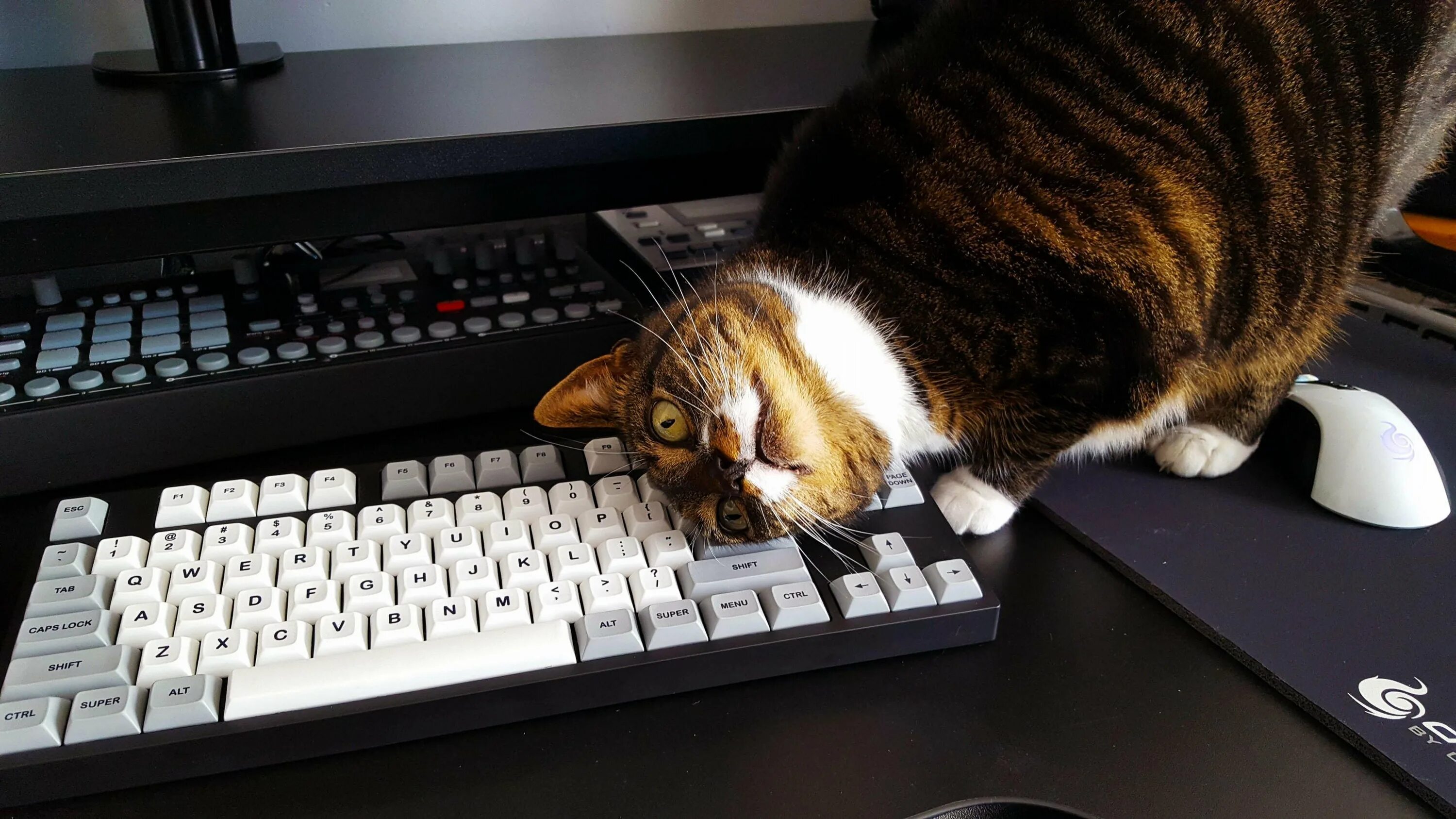 Кот играющий на компьютере. Кот на клавиатуре. кошка за компьютером. мышь за компьютером. кошка и компьютер.