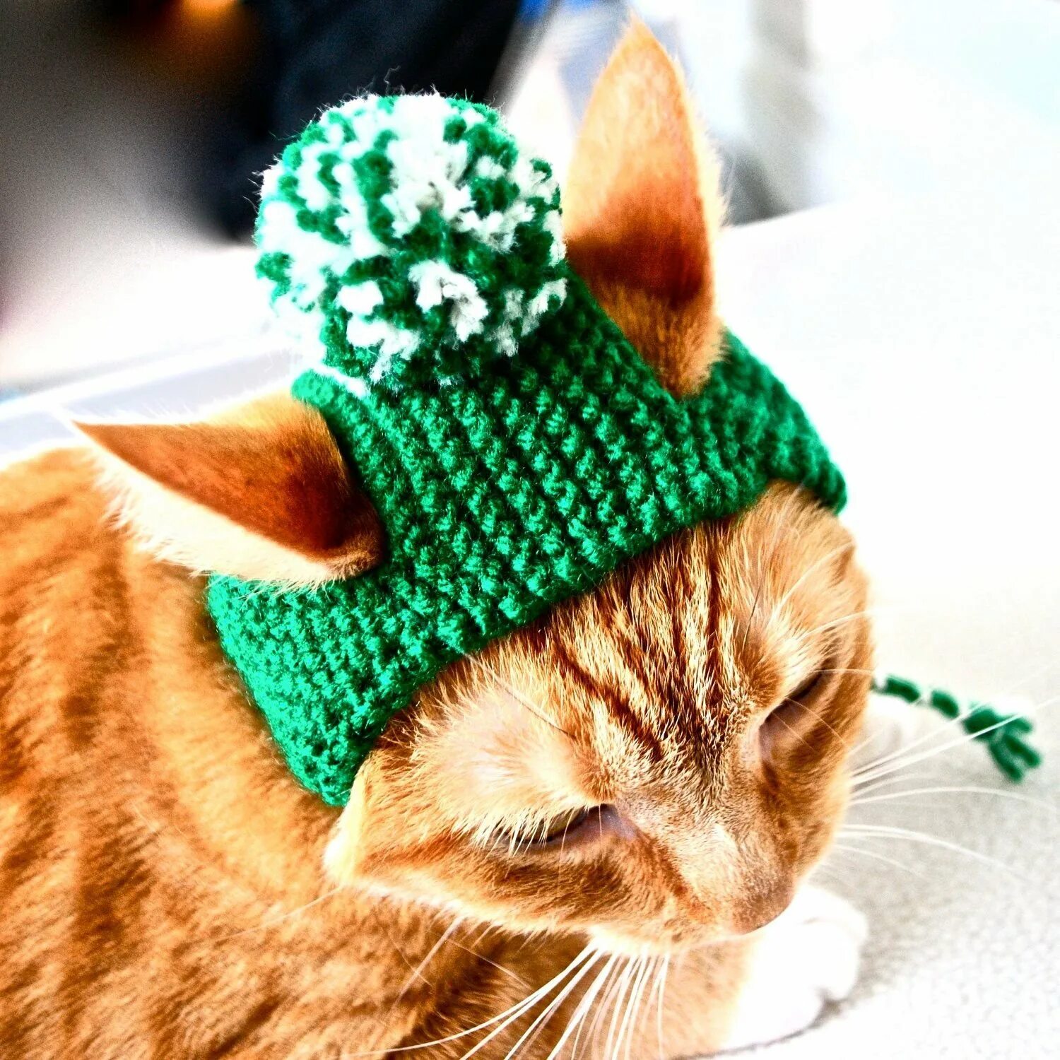 Как сделать шапочку кота. Кот в шапке. Шапка кошечка из флиса. Как сделать шапочку кота. Карнавальная маска кота.
