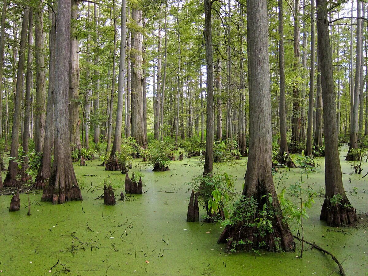 Болотного кипариса (Taxodium). Таксодиум двурядный болотный Кипарис. Таксодиум двурядный дерево. Таксодиум дыхательные корни.