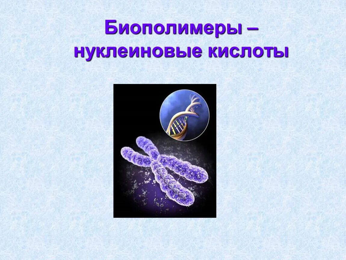 Функции биологических полимеров