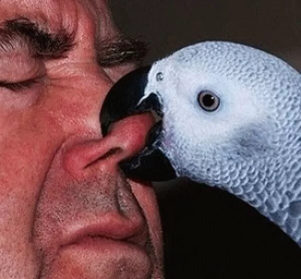 Укус попугая. Ара кусается. Попугай кусается. Попугай на руке. Попугайчик кусается.