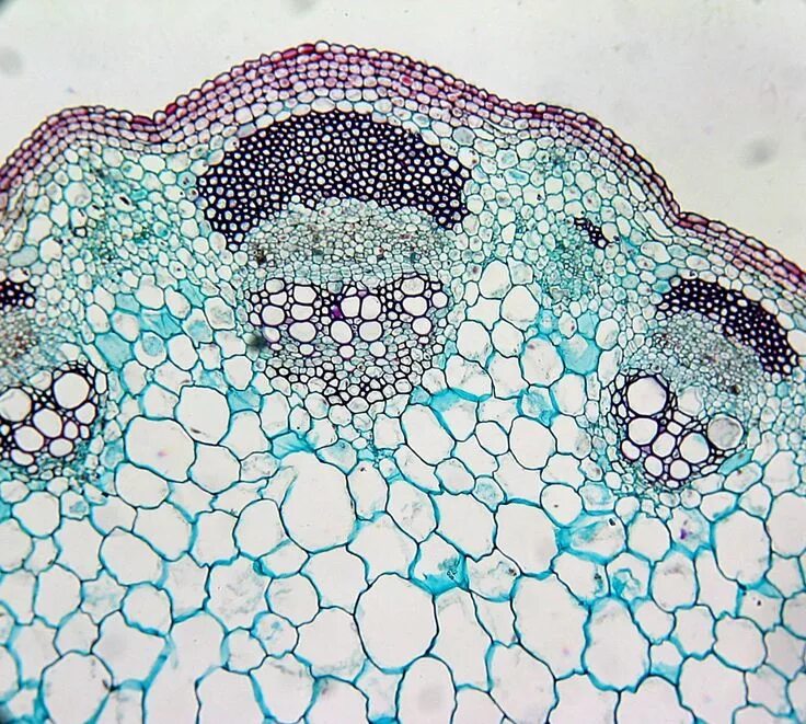 James Alliban Biology art, Art inspiration, Art