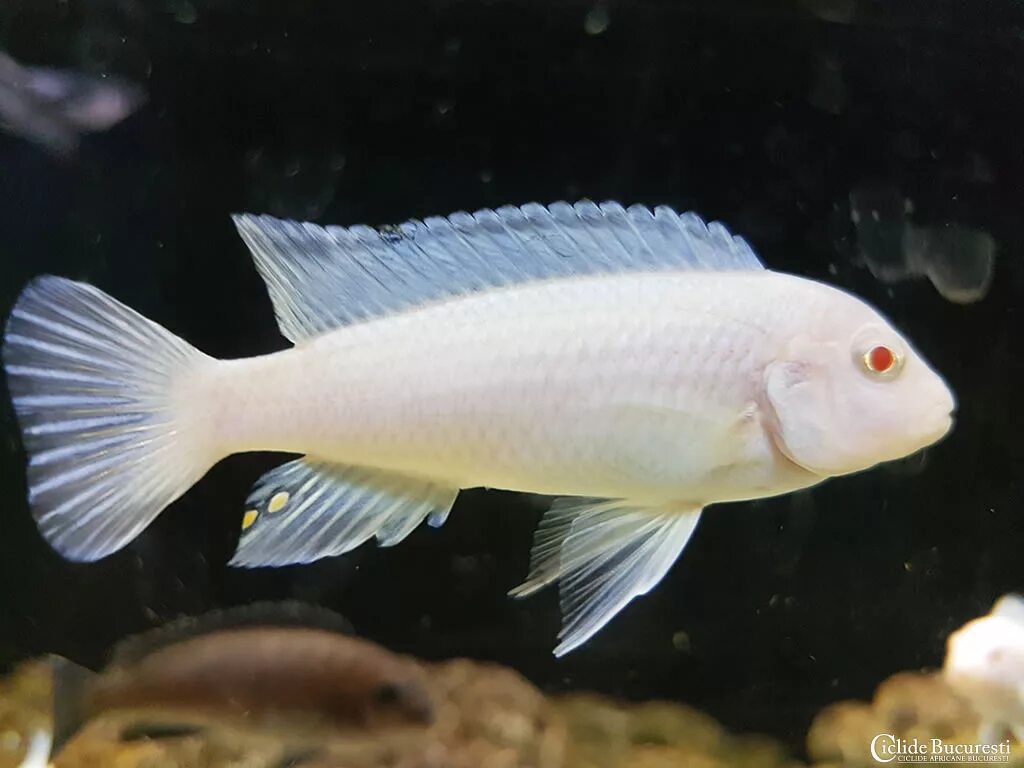 Путассу 23+. Самая дешевая рыба в магазине свежая. Дешевая рыба название. Рыба плюс пешелань. Морская дешёвая белая рыба.